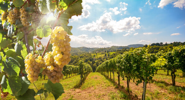 italian-wineyard